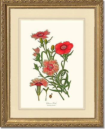 Dianthus, Chinese Pink | Flower/Floral Art Print