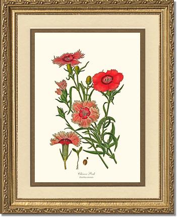 Dianthus, Chinese Pink | Flower/Floral Art Print