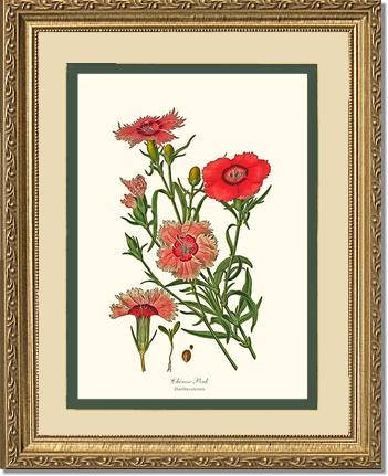 Dianthus, Chinese Pink | Flower/Floral Art Print