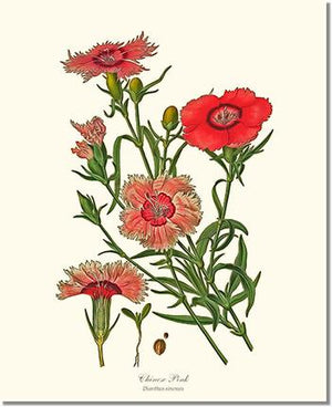 Flower Floral Print:  Dianthus, Chinese Pink
