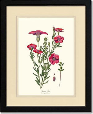 Flax, Garden | Flower/Floral Art Print