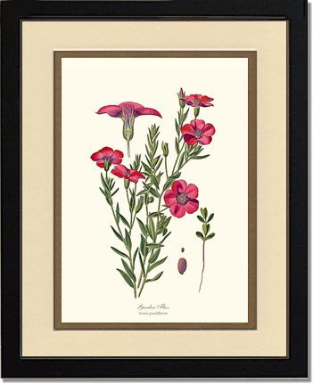 Flax, Garden | Flower/Floral Art Print