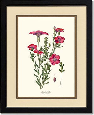 Flax, Garden | Flower/Floral Art Print