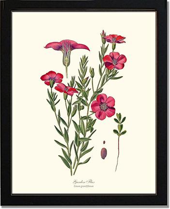 Flax, Garden | Flower/Floral Art Print