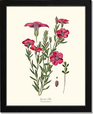 Flax, Garden | Flower/Floral Art Print
