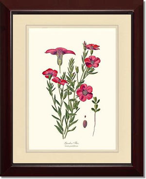 Flax, Garden | Flower/Floral Art Print