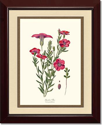 Flax, Garden | Flower/Floral Art Print