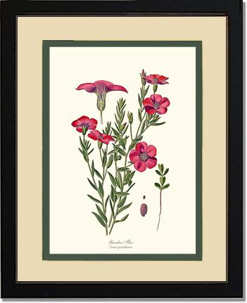 Flax, Garden | Flower/Floral Art Print