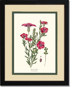 Flax, Garden | Flower/Floral Art Print