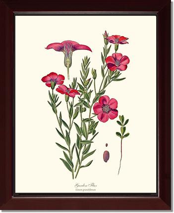Flax, Garden | Flower/Floral Art Print