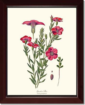 Flax, Garden | Flower/Floral Art Print