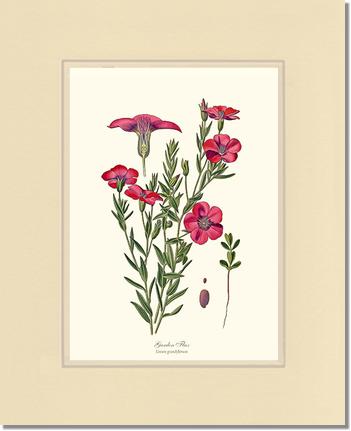 Flax, Garden | Flower/Floral Art Print