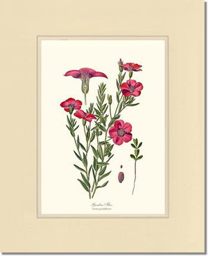 Flax, Garden | Flower/Floral Art Print