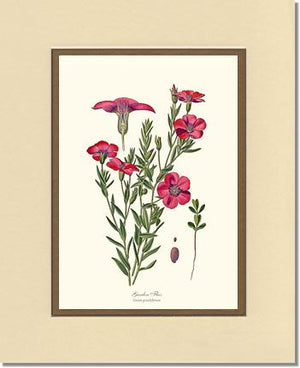 Flax, Garden | Flower/Floral Art Print