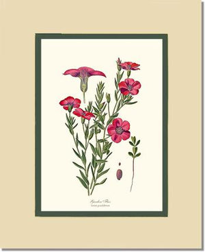 Flax, Garden | Flower/Floral Art Print