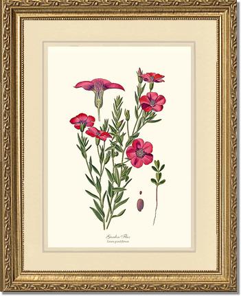 Flax, Garden | Flower/Floral Art Print