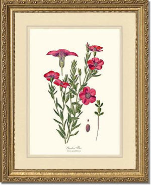 Flax, Garden | Flower/Floral Art Print