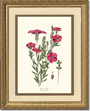 Flax, Garden | Flower/Floral Art Print