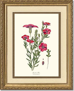 Flax, Garden | Flower/Floral Art Print