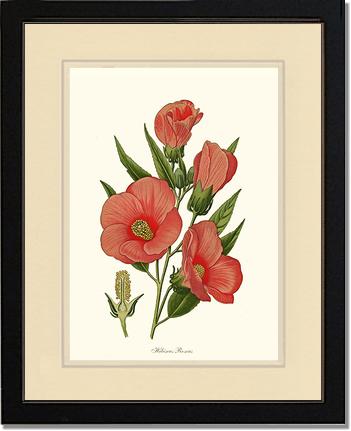 Hibiscus Roseus | Flower/Floral Art Print