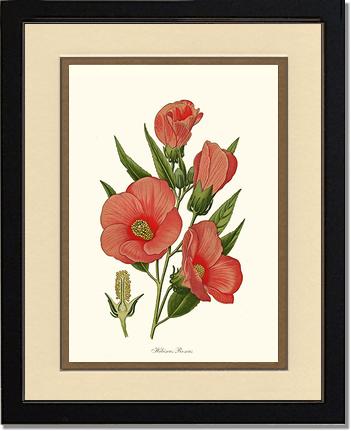 Hibiscus Roseus | Flower/Floral Art Print