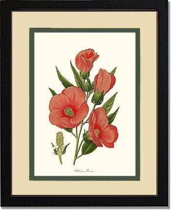 Hibiscus Roseus | Flower/Floral Art Print