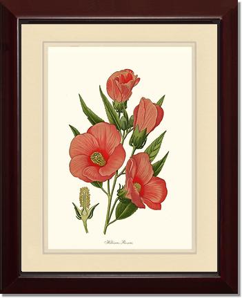 Hibiscus Roseus | Flower/Floral Art Print