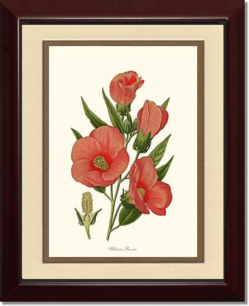 Hibiscus Roseus | Flower/Floral Art Print
