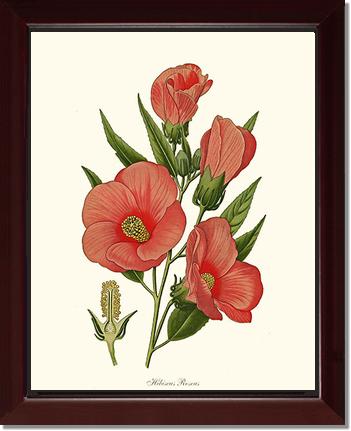 Hibiscus Roseus | Flower/Floral Art Print