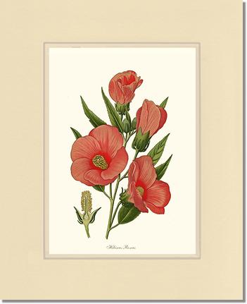 Hibiscus Roseus | Flower/Floral Art Print
