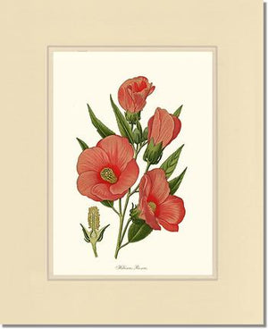 Hibiscus Roseus