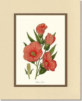 Hibiscus Roseus | Flower/Floral Art Print