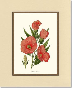 Hibiscus Roseus