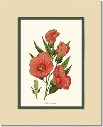 Hibiscus Roseus | Flower/Floral Art Print