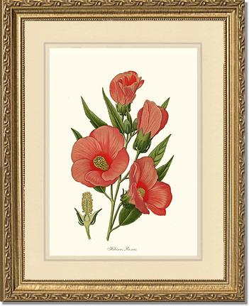 Hibiscus Roseus | Flower/Floral Art Print