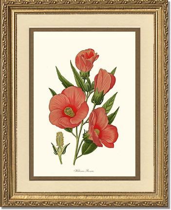 Hibiscus Roseus | Flower/Floral Art Print