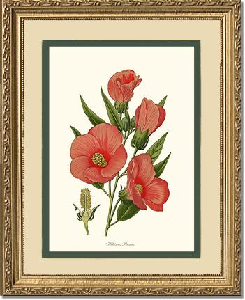 Hibiscus Roseus | Flower/Floral Art Print