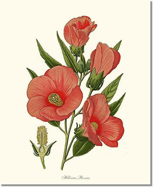 Flower Floral Print: Hibiscus Roseus