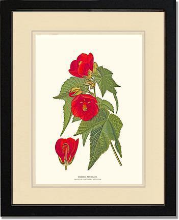Abutilon, Hybrid - Charting Nature