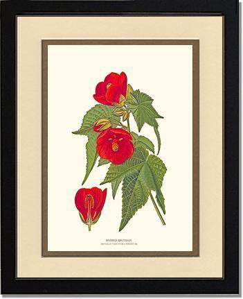 Abutilon, Hybrid - Charting Nature