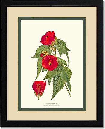 Abutilon, Hybrid - Charting Nature