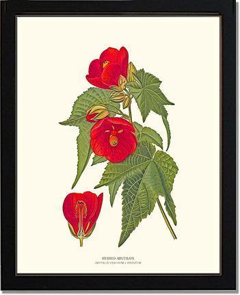 Abutilon, Hybrid - Charting Nature