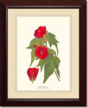 Abutilon, Hybrid - Charting Nature