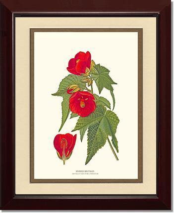 Abutilon, Hybrid - Charting Nature