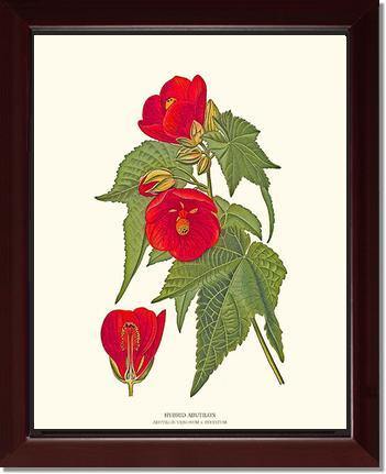 Abutilon, Hybrid - Charting Nature