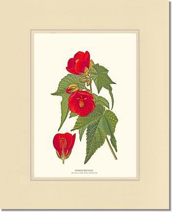 Abutilon, Hybrid - Charting Nature