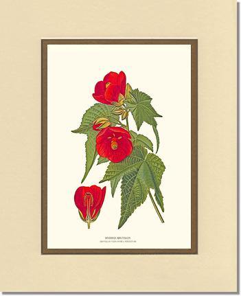 Abutilon, Hybrid - Charting Nature