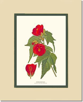 Abutilon, Hybrid - Charting Nature