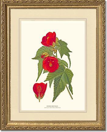 Abutilon, Hybrid - Charting Nature