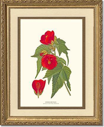 Abutilon, Hybrid - Charting Nature